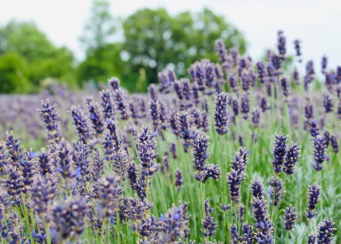 شقة Aurora أنكاران